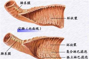 空肠