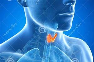 甲状腺